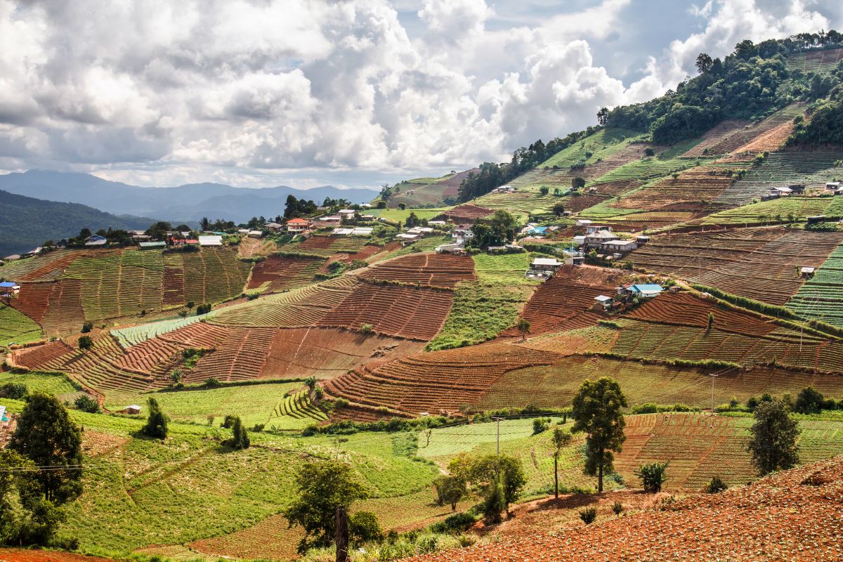 Soybean Farms & Deforestation