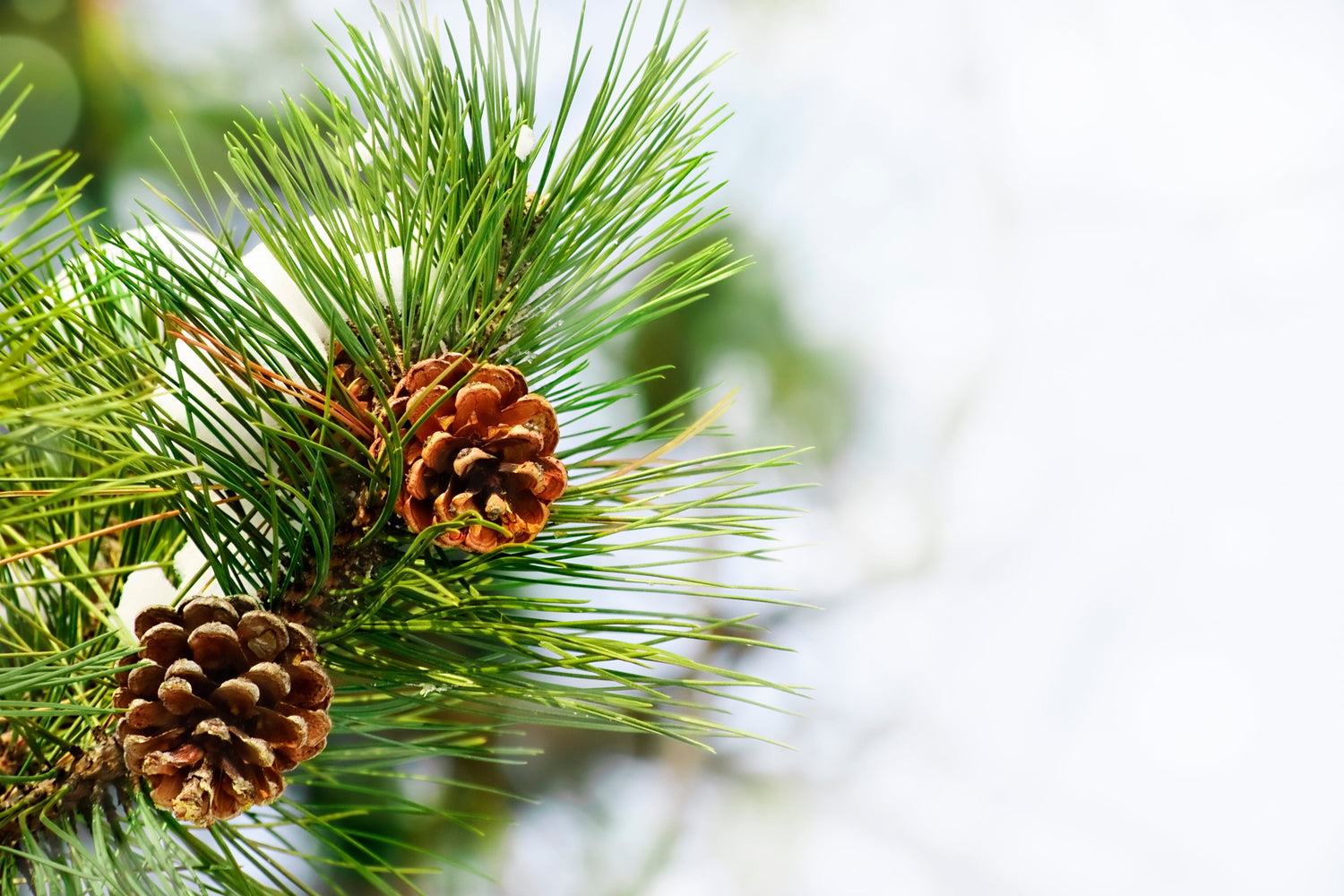 A clear picture of fresh pine with pinecones.