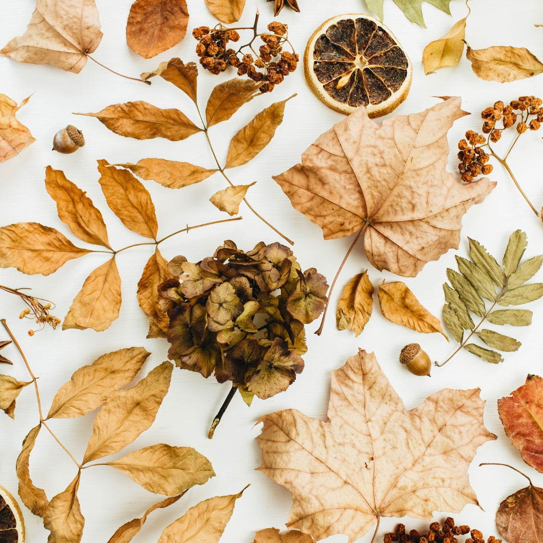 Array of dried leaves and herbs.
