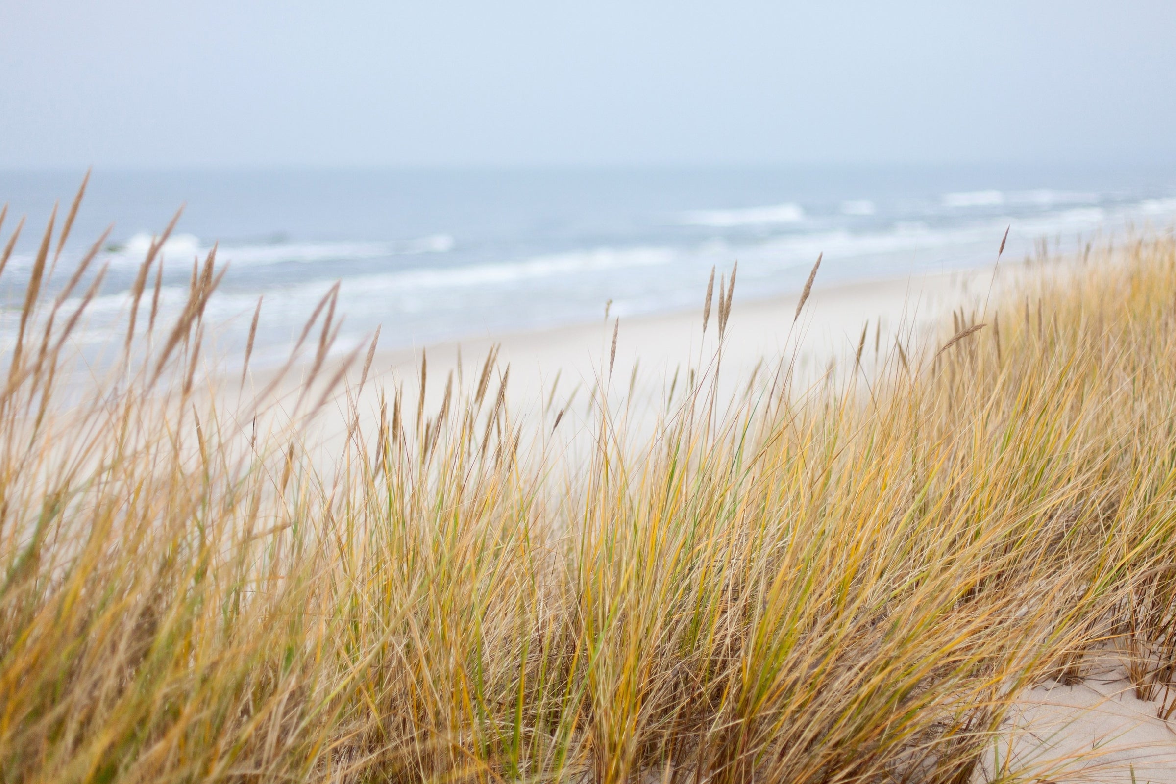 Image of a beach with grass and dunes