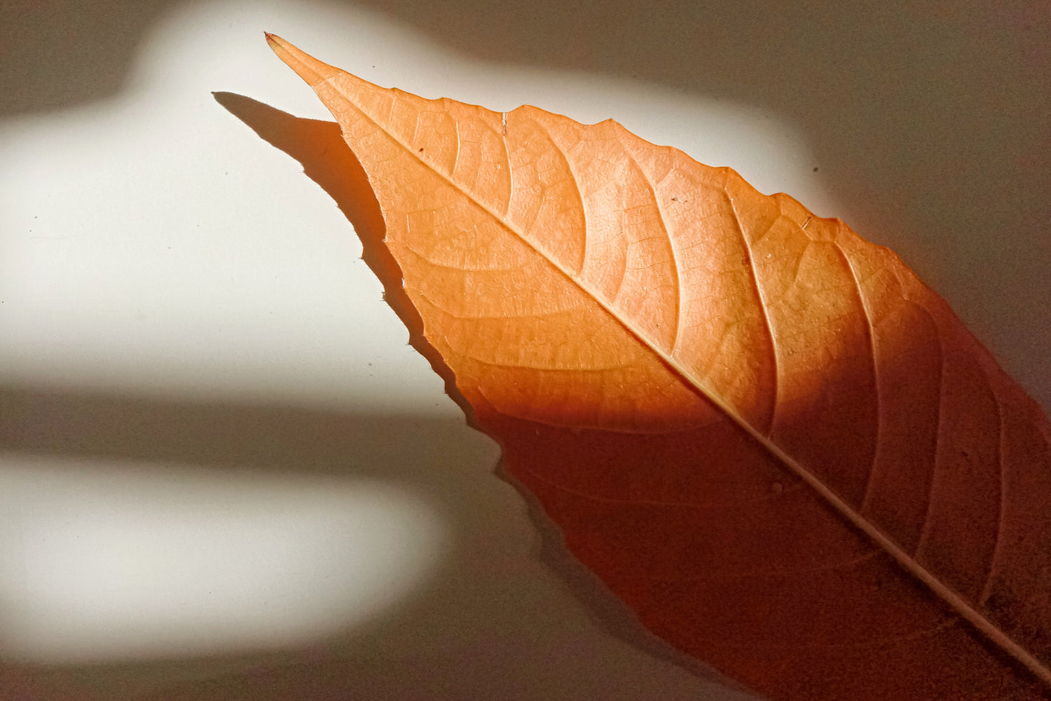 Fall + Holiday Scented Candles