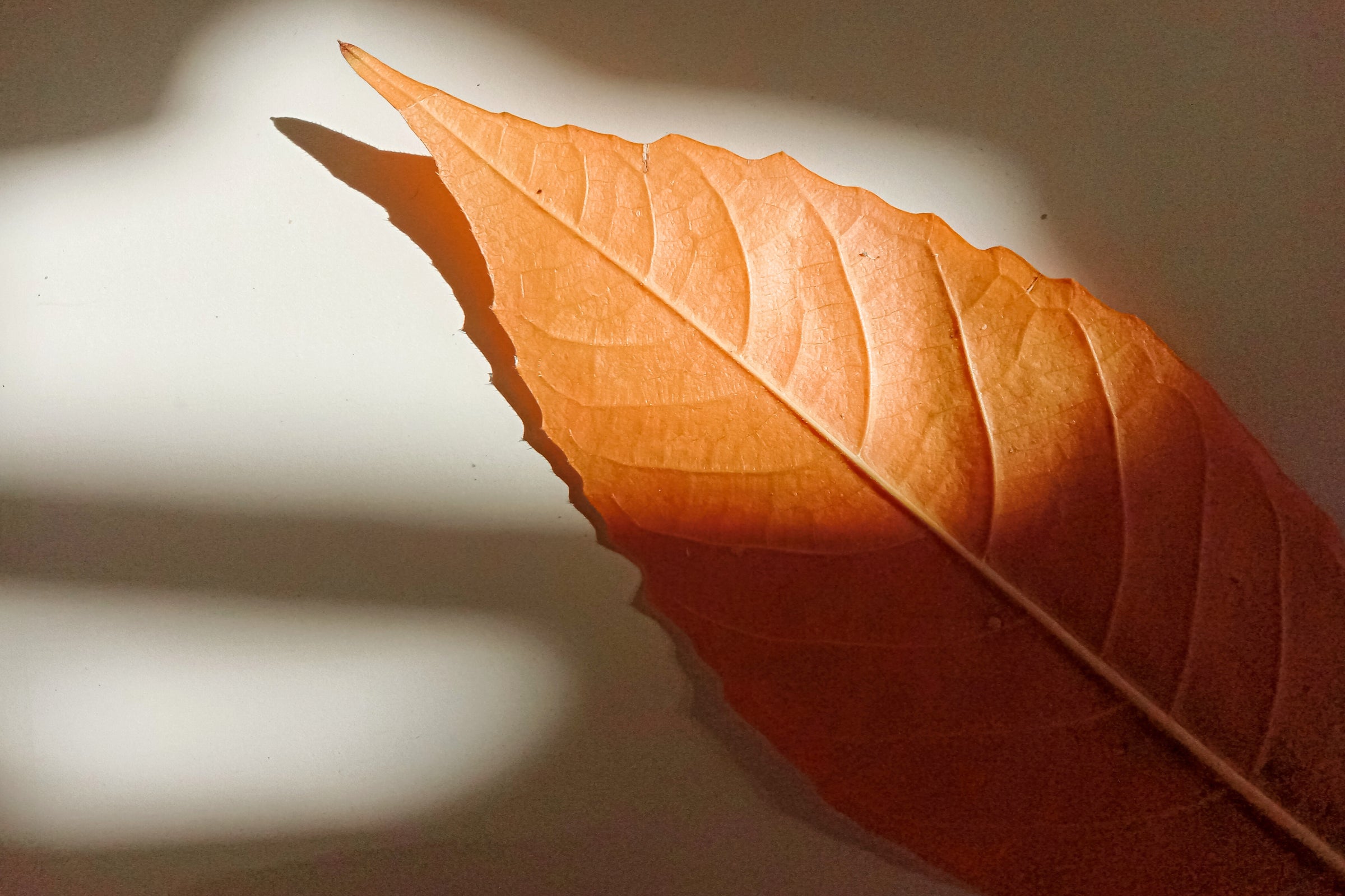 Image of an orange leaf. 