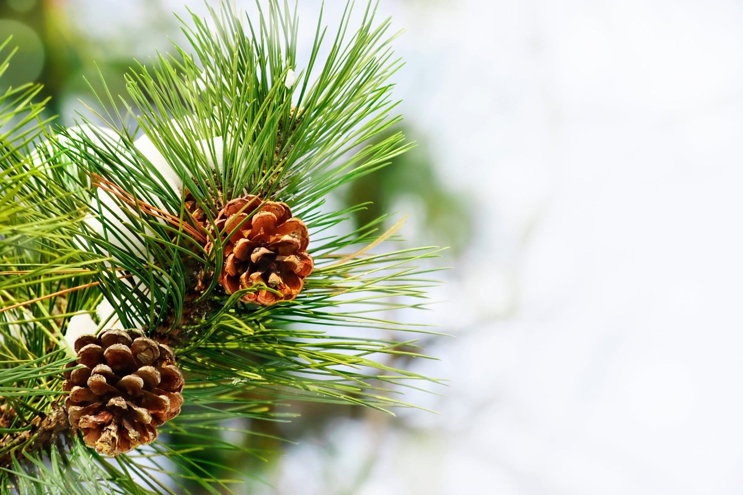 A clear picture of fresh pine with pinecones.