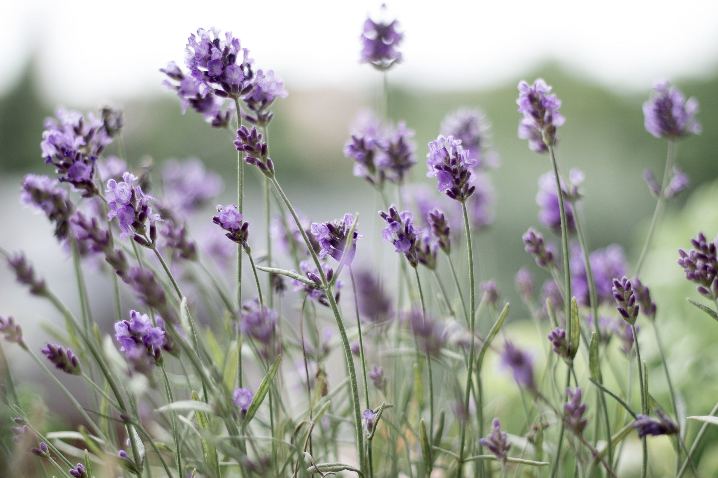 Image of field of lavender plants. 