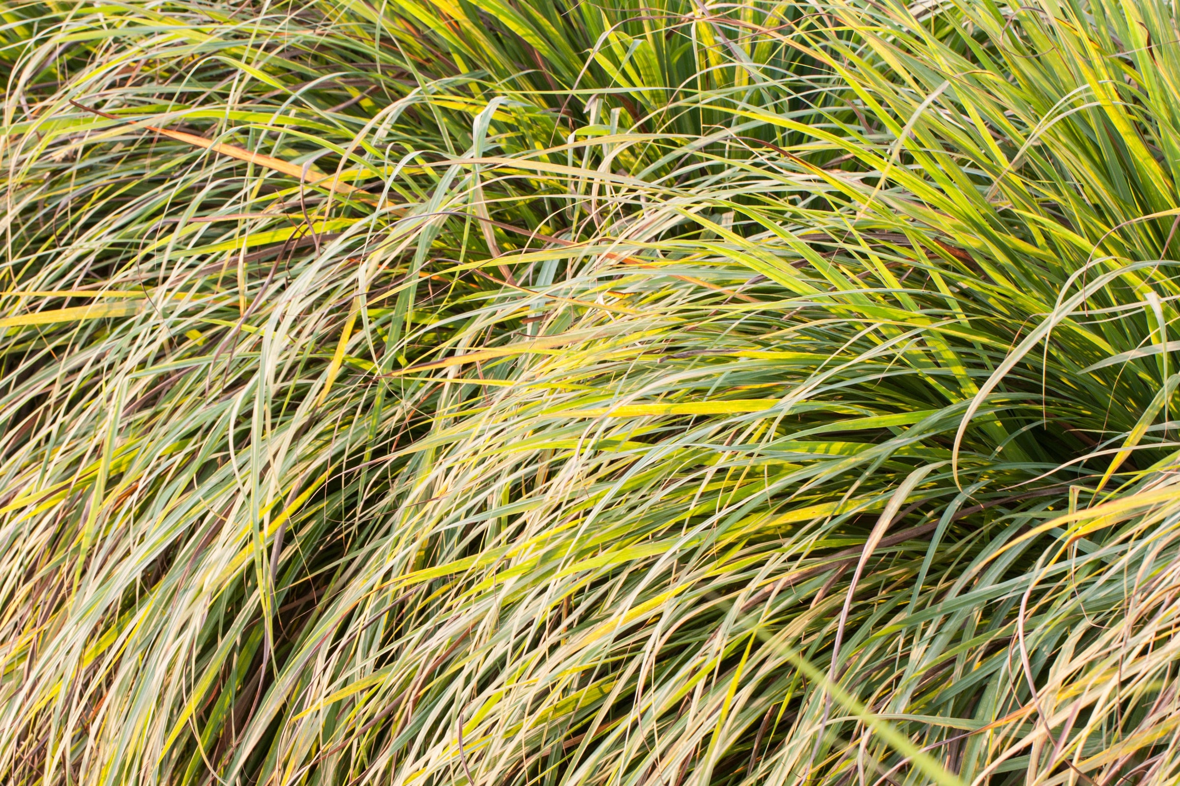 Image of a lemongrass plant.