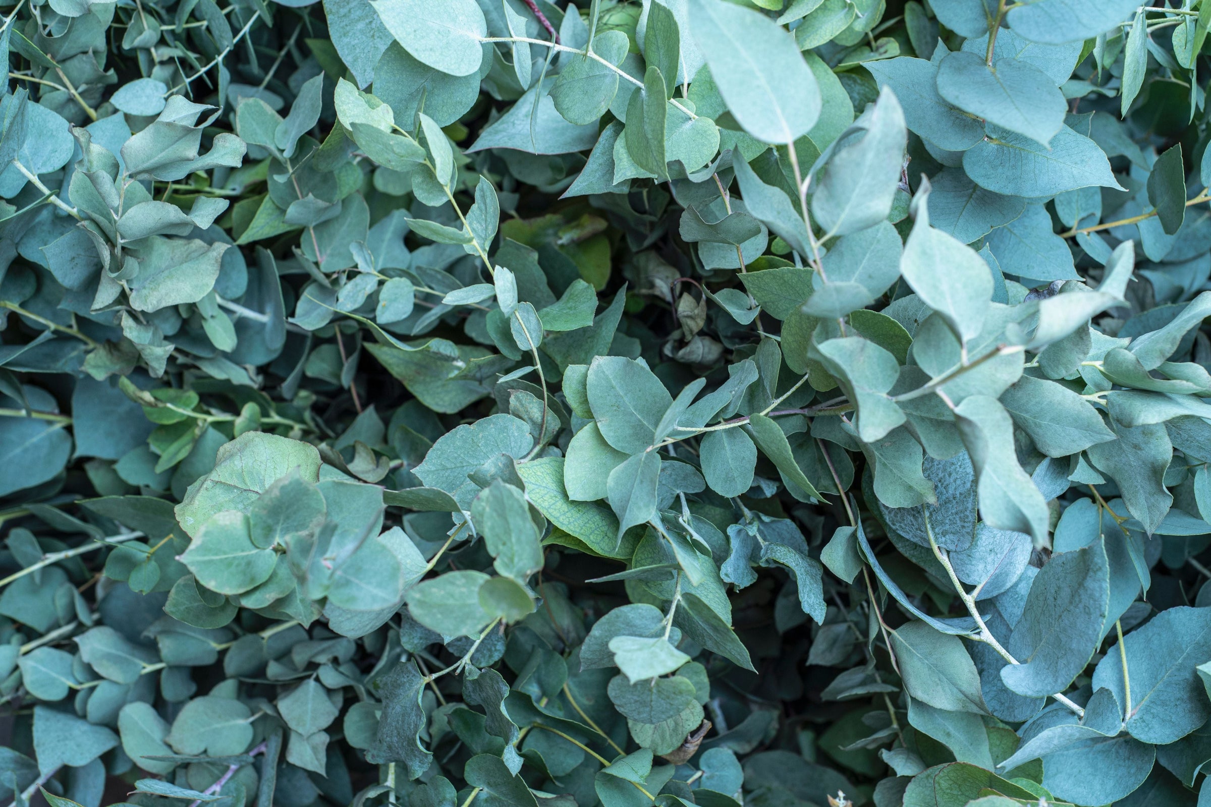 Image of eucalyptus plant in a wicker basket.