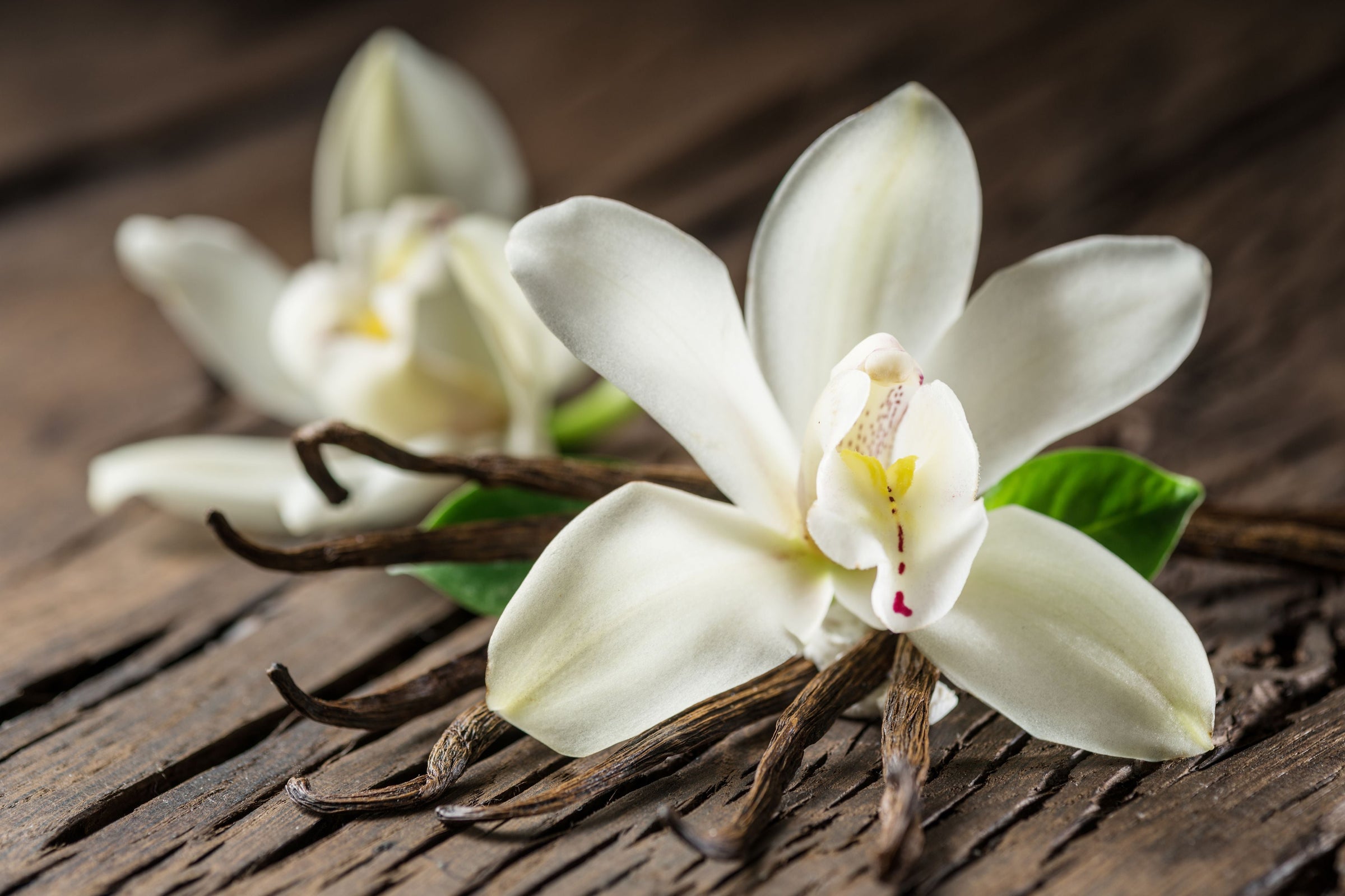 Image of Vanilla Ice Cream.