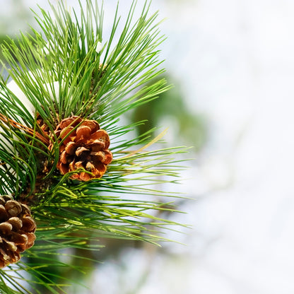 closeup of pine needles and pinecones