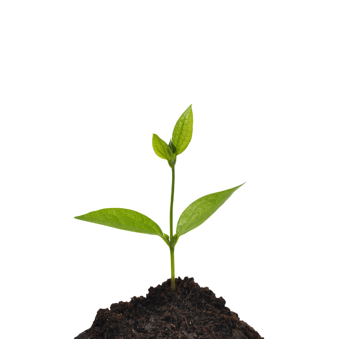 Plant sprouting from the ground
